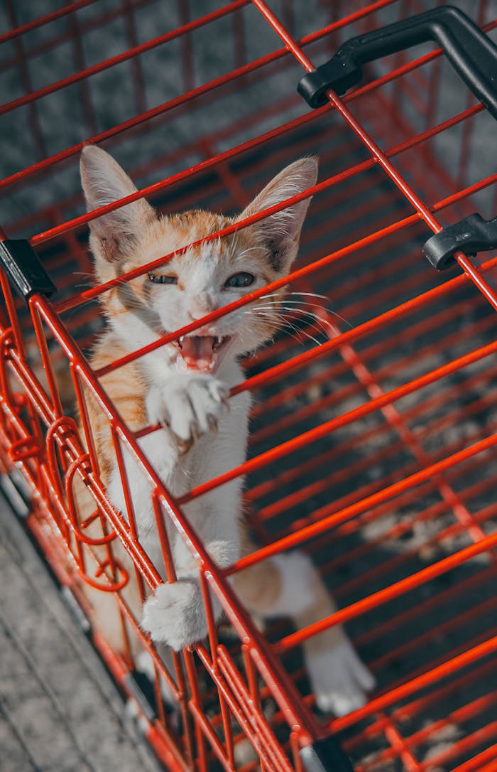 services-04 Close-up of a playful ginger kitten reaching through a red cage, showcasing curiosity and energy.