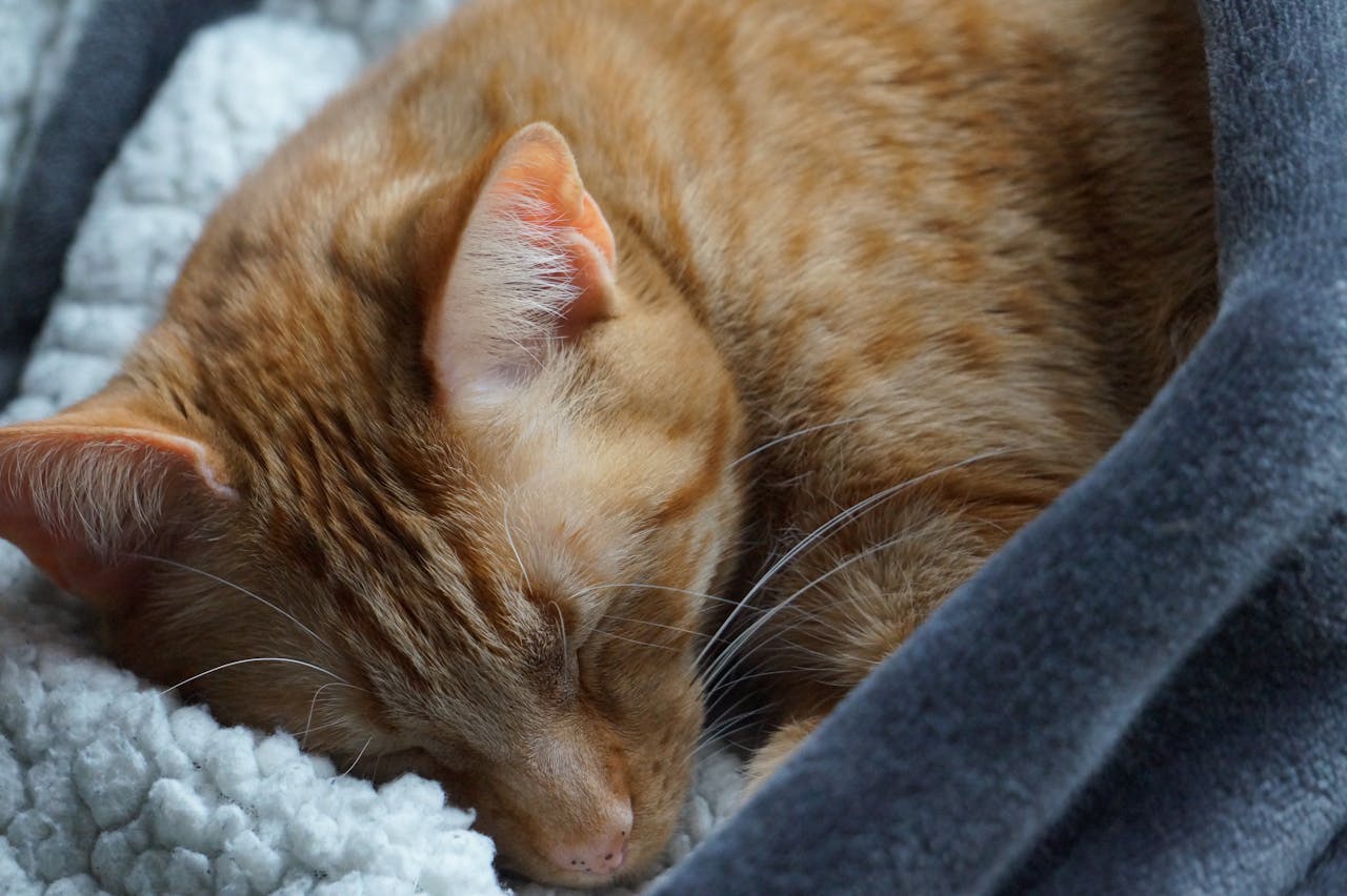 Close-up of a ginger cat sleeping peacefully on a cozy blanket, showcasing its serene repose and warmth.