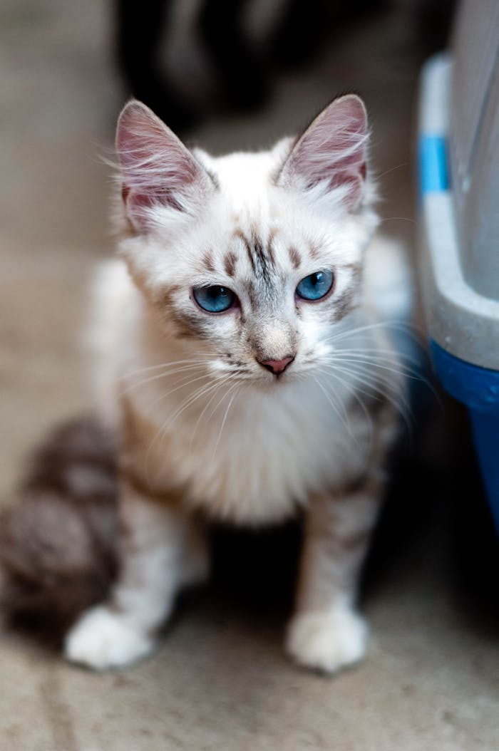Close-up of a cute blue-eyed kitten with fluffy fur looking curious indoors.