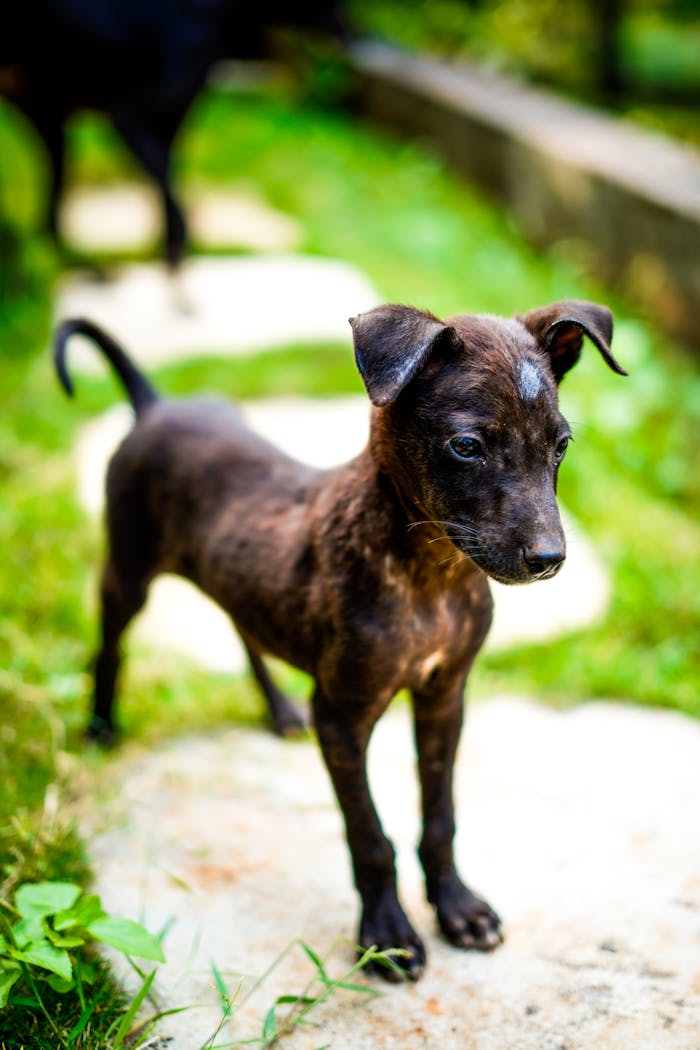 services-03 A cute puppy stands alertly on a stone pathway surrounded by greenery.