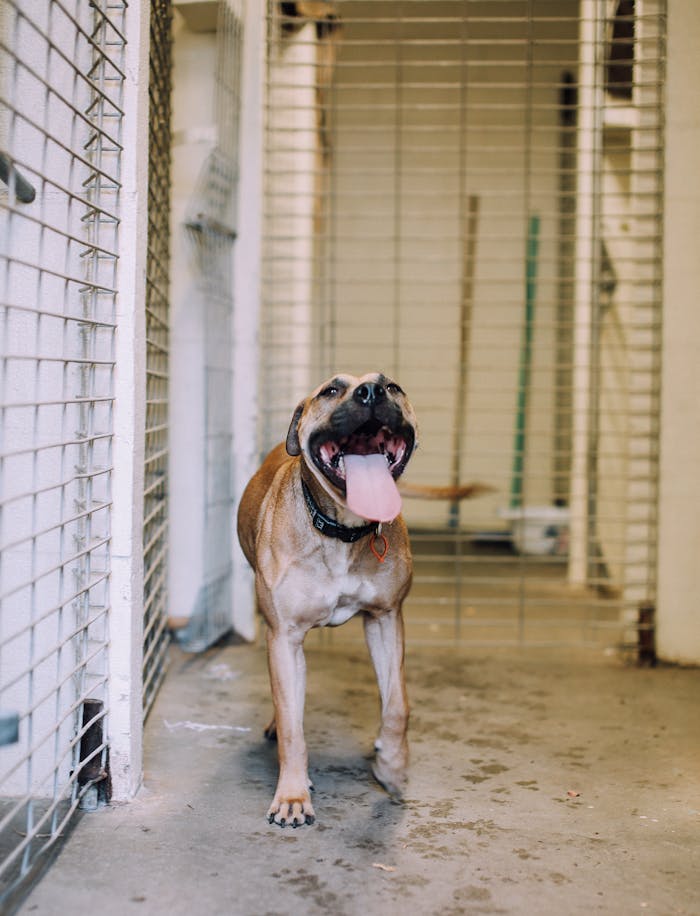 about-01 Energetic Pitbull with tongue out inside an animal shelter kennel, looking cheerful.