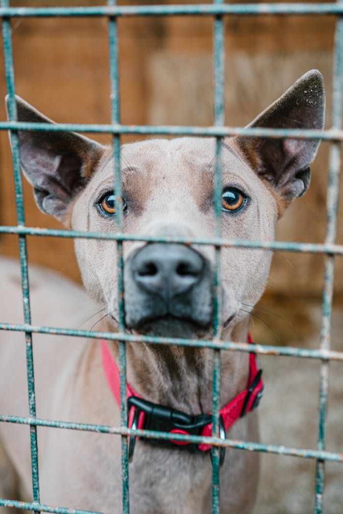 about-02 Close-up of a pit bull wearing a red collar, looking through cage bars.